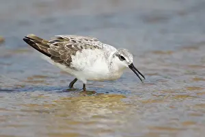 Phalarope: Wilson's Phalarope - male on Spring migration
