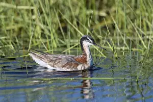 Wilson: Wilson's Phalarope - PhalaropUS tricolor - Feeding