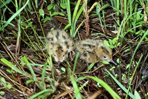 Wilsons: Wilson's Phalarope - young - 2 days old