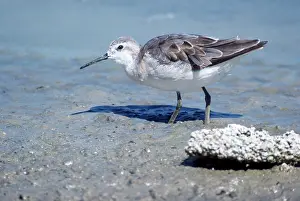 Wilsons: Wilson's Phalarope - young