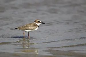 Wilsonia: Wilson's Plover