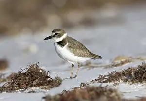 Wilsonia: Wilson's Plover