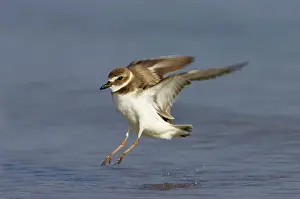 Wilsonia: Wilson's Plover - in flight - coming in to land
