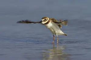 Wilsonia: Wilson's Plover - wing flapping after washing