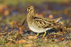Earthworms: Wilson's Snipe