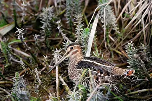 Delicata: Wilson's Snipe