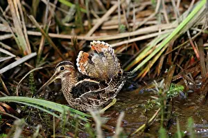 Delicata: Wilson's Snipe