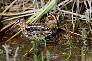 Delicata: Wilson's Snipe