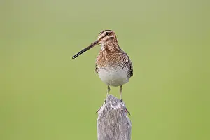 Snipes: Wilson's Snipe - on breeding territory