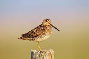 Gallinago: Wilson's Snipe - perched on fence post - June