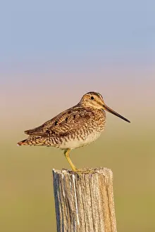 Gallinago: Wilson's Snipe - perched on fence post - June
