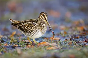 Earthworms: Wilson's Snipe - with worm in beak