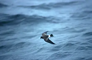 Petrel: Wilson's Storm-Petrel
