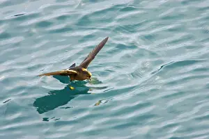 Sheltered: Wilson's Storm-Petrel - Feeding in sheltered bay