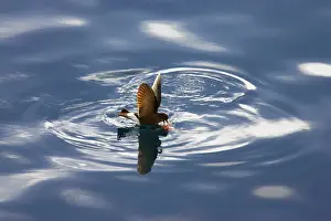 Sheltered: Wilson's Storm-Petrel - Feeding in sheltered bay