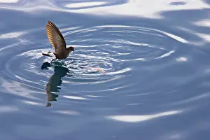 Sheltered: Wilson's Storm-Petrel - Feeding in sheltered bay
