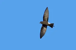 Oceanites: Wilson's Storm-Petrel - In flight