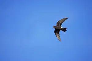 Oceanites: Wilson's Storm-Petrel - In flight