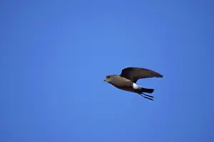 Oceanites: Wilson's Storm-Petrel - In flight