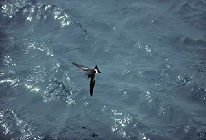 Oceanites: Wilson's Storm Petrel - In Flight Over Sea