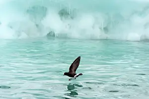 Petrel: Wilson's Storm Petrel in flight skimming the water