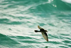 Oceanites: Wilson's Storm Petrel - In flight over the water