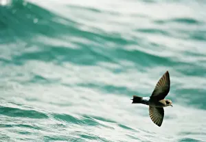Oceanites: Wilson's Storm Petrel - In flight over the water