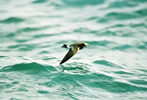 Oceanites: Wilson's Storm Petrel - In flight over water
