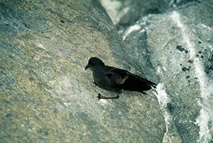 Oceanites: WILSON'S STORM PETREL - on rock