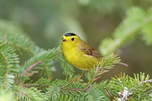 Pusilla: Wilson's Warbler