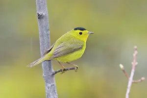 Pusilla: Wilson's Warbler