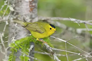 Pusilla: Wilson's Warbler