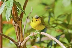 Pusilla: Wilson's Warbler