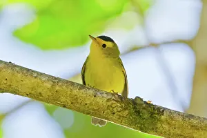 Pusilla: Wilson's Warbler