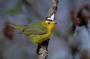 Wilson: Wilson's Warbler