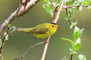 Pusilla: Wilson's Warbler - adult male on breeding territory