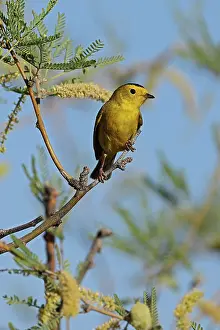 Pusilla: Wilsons warbler (Cardellina pusilla), Sonoran desert, Arizo