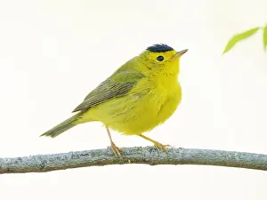 Wilson: Wilsons Warbler Cardellina pusilla Magee Marsh