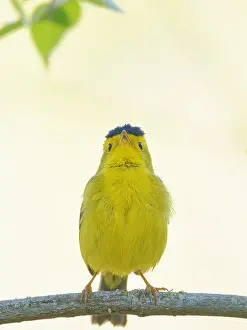 Wilson: Wilsons Warbler - male singing Cardellina pusilla