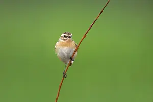 Rubetra: Winchat