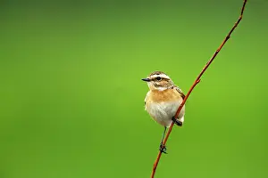 Rubetra: Winchat