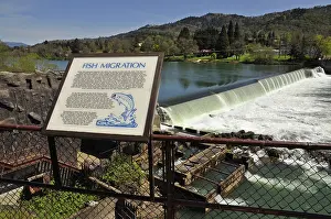 Steelhead: Winchester Dam and fish ladder