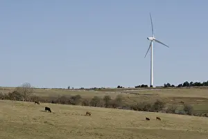 Windcharger: Wind and Aubrac cows in Saint-Flour Auvergne France