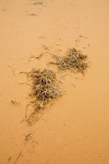 Detritus: Wind Blown Detritus - This plant matter forms the