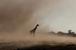 Tornado: wind sometimes create small tornado and/or sand storm involv