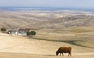 Harshness: Wind farm in the region of Altamont pass California USA