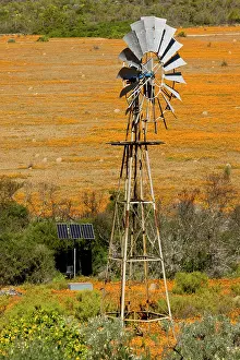Pump: Wind Pump - among Orange Daisies