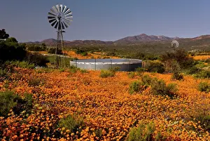 Pump: Wind Pump - among Orange Daisies