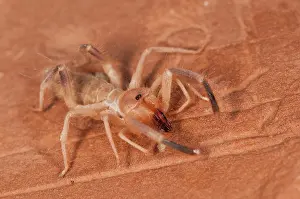 Scorpions: Wind Scorpion
