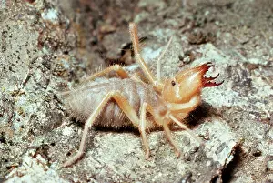 Scorpions: Wind Scorpion / Camel / Sun / Roman Spider